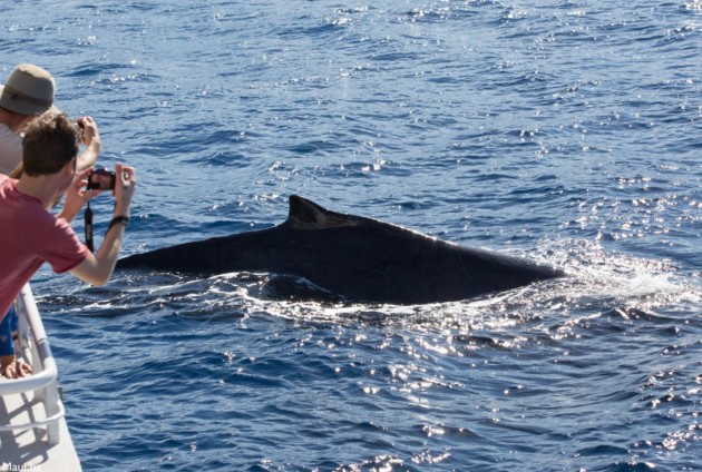 Humpback Whale Facts - Maui Goodness