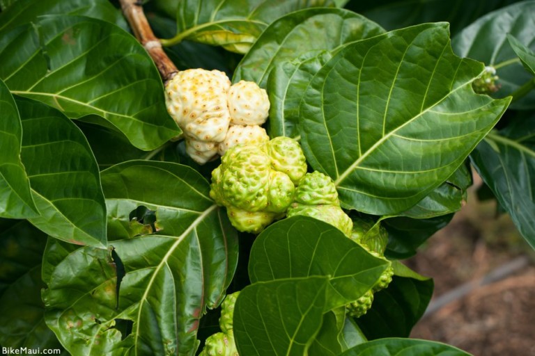 Maui Plant of the Month: Noni Fruit